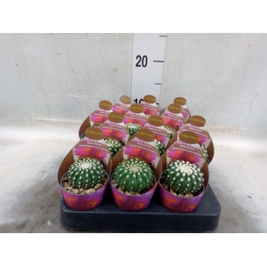 Cactus   ...