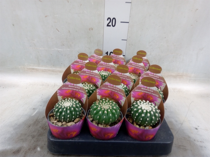 <h4>Cactus   ...</h4>