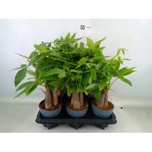 Pachira aquatica