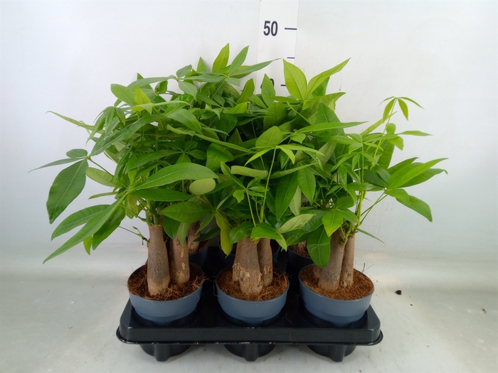 <h4>Pachira aquatica</h4>