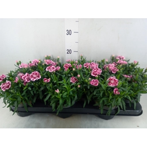 Dianthus  'Oscar Pink And Purple'