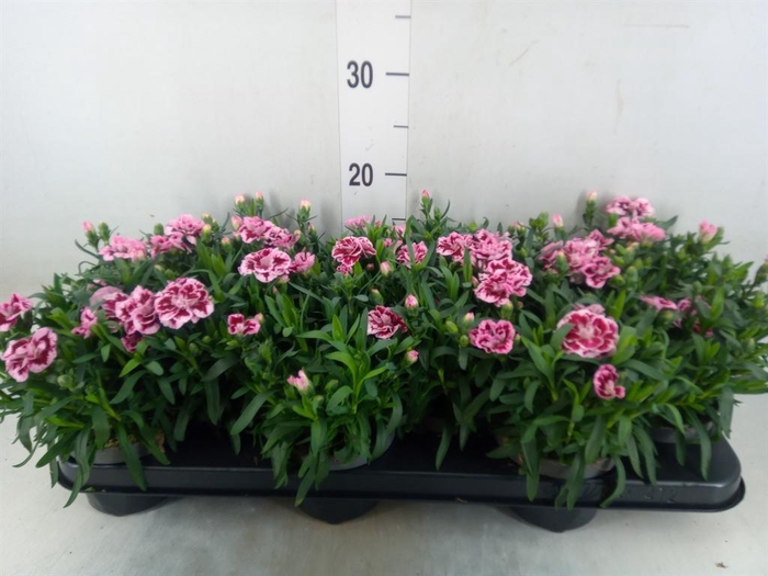 <h4>Dianthus  'Oscar Pink And Purple'</h4>