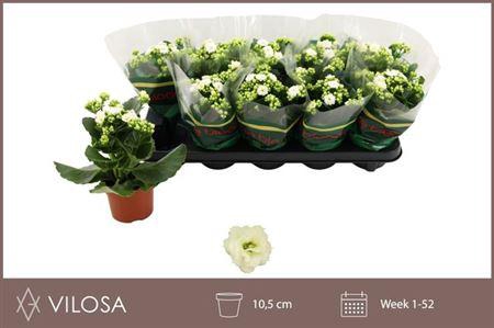 <h4>Kal Ge Whites White</h4>