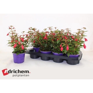 FUCHSIA B F  SACHA