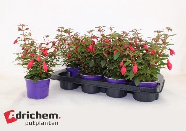 <h4>FUCHSIA B F  SACHA</h4>
