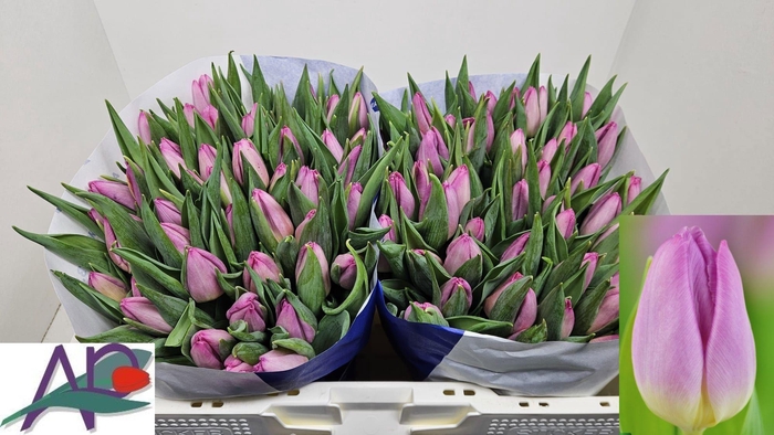 <h4>TU EN SWEET PRINCE</h4>