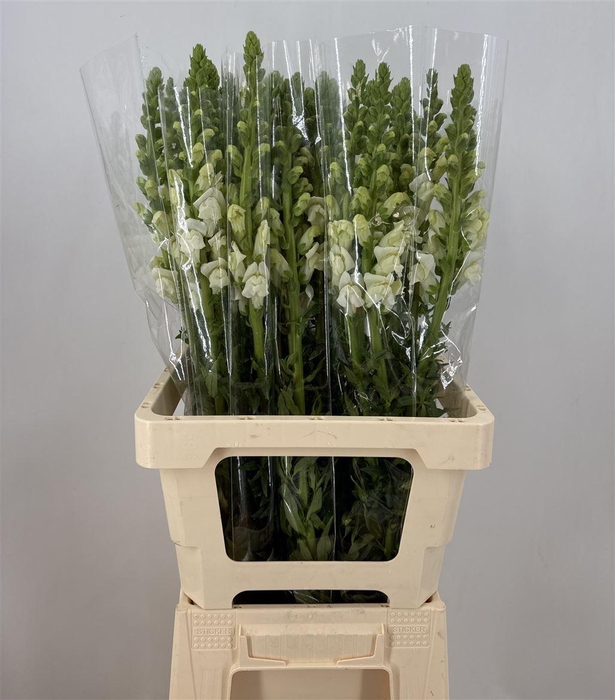 <h4>ANTIR WHITE</h4>