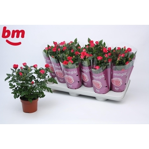 Rosa Purple Jewel Beau Monde