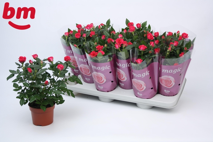 <h4>Rosa Purple Jewel Beau Monde</h4>