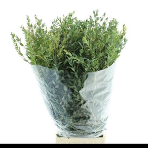 EUCA PARVIFOLIA 300GR P BS