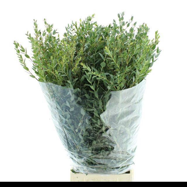 <h4>EUCA PARVIFOLIA 300GR P BS</h4>