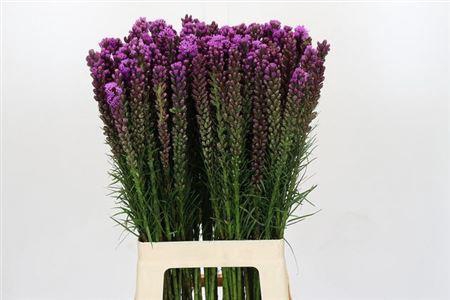 <h4>Liatris Spicata 70cm</h4>