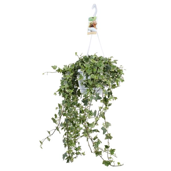 <h4>Hedera helix Eva - hang/XXL</h4>