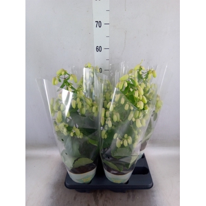 Kalanchoe  'Magic Bell'