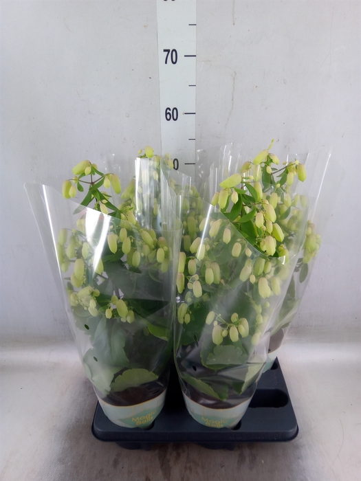 <h4>Kalanchoe  'Magic Bell'</h4>