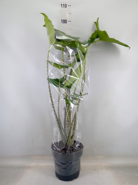 <h4>Alocasia zebrina</h4>