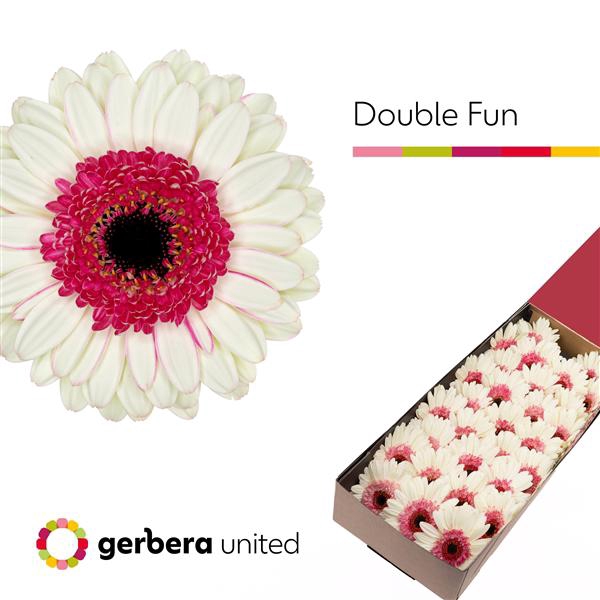 <h4>Ge Mi Double Fun Box United</h4>