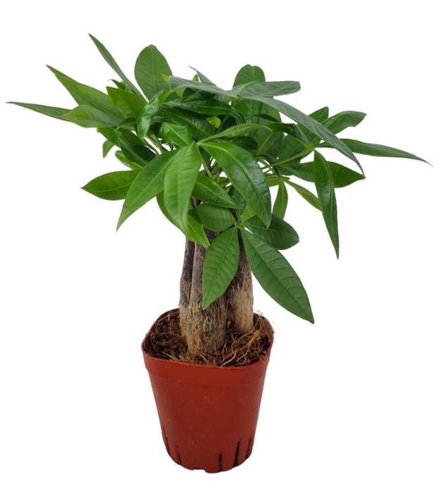 <h4>PACHIRA AQUATICA</h4>