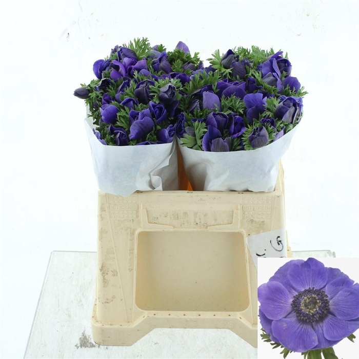 <h4>ANEM CO MIS + D BLUE</h4>