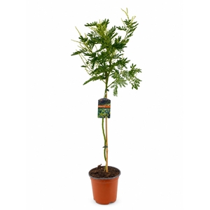 Mimosa acacia dealbata