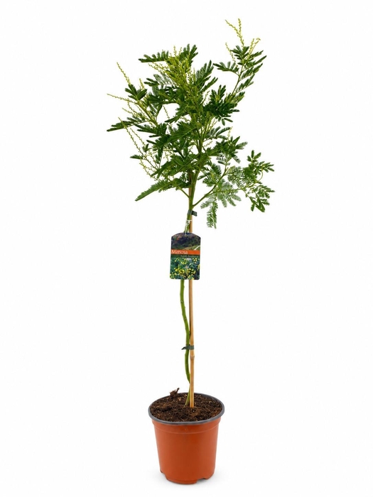 <h4>Mimosa acacia dealbata</h4>