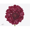 Scabiosa Focal Strawb Scoop