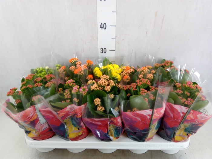 <h4>Kalanchoe blos.   ..rosebud mix  5</h4>