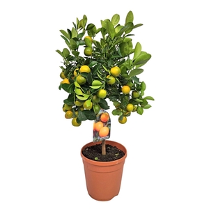 Citrus Calamondin Stem