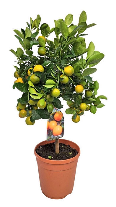 <h4>Citrus Calamondin Stem</h4>