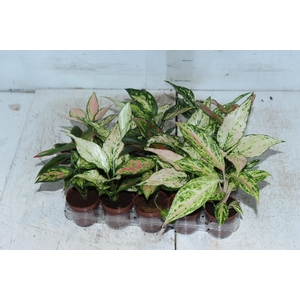 AGLAONEMA VARIADA P06