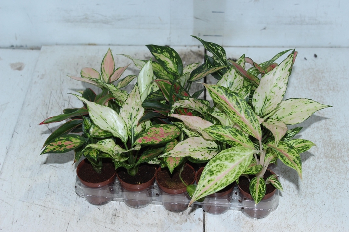 <h4>AGLAONEMA VARIADA P06</h4>