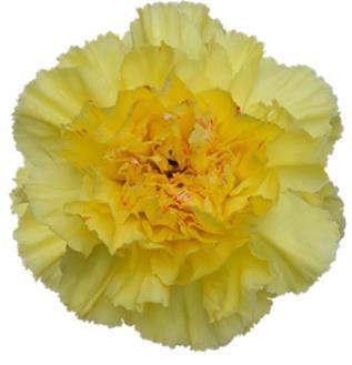 <h4>Di St Hermes</h4>