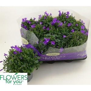 Campanula port Ocean 11Ø 22cm