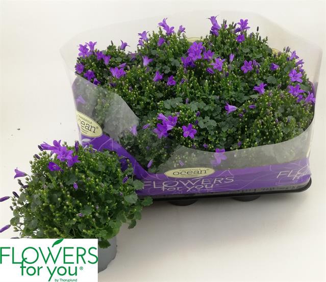 Campanula port Ocean 11Ø 22cm