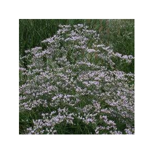 Latifolium Blue
