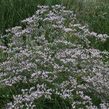 Latifolium Blue