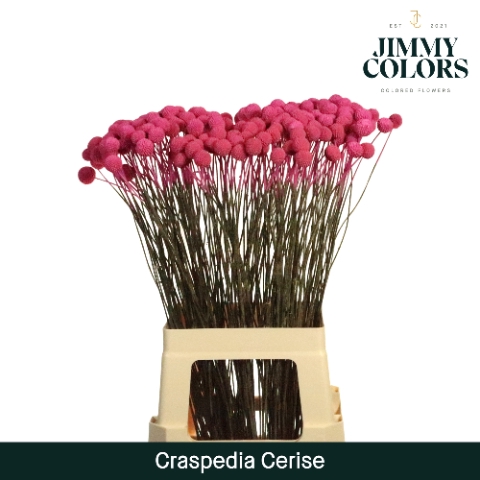 Craspedia L70 Klbh. Cerise