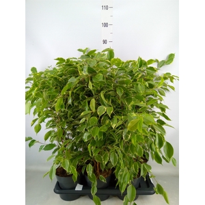Ficus benja. 'Golden King'