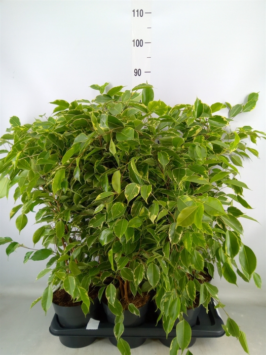 <h4>Ficus benja. 'Golden King'</h4>