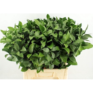 Ruscus Hypophyllum 70cm