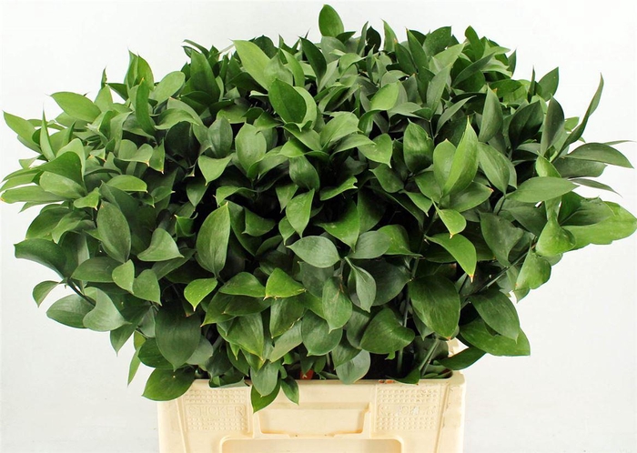<h4>Ruscus Hypophyllum 70cm</h4>