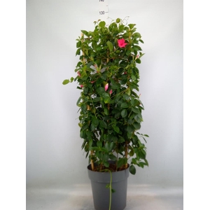 Mandevilla am. 'Sundav Pink'