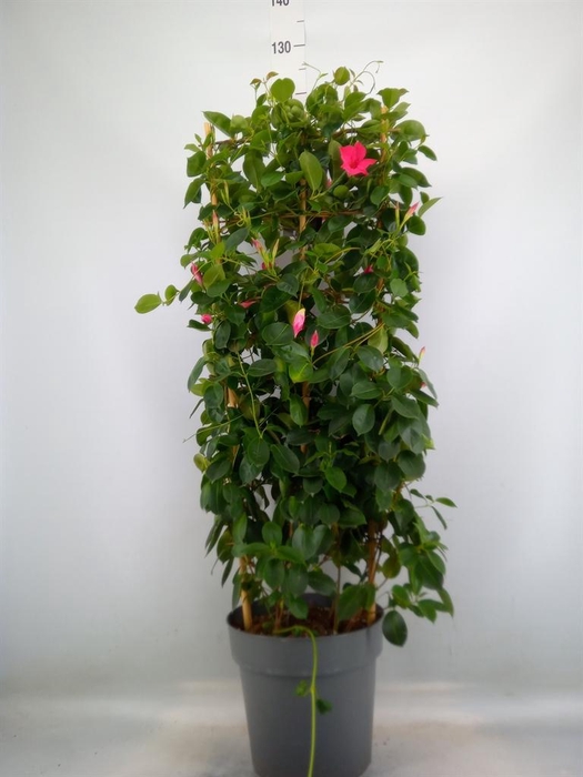 <h4>Mandevilla am. 'Sundav Pink'</h4>
