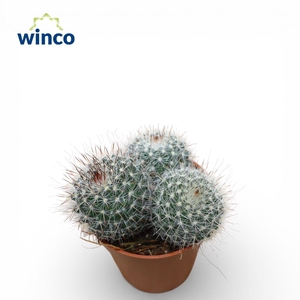 Mammillaria Hahniana (Group)