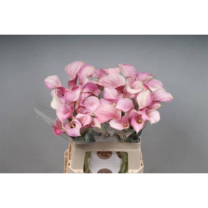 Zantedeschia blushing lady