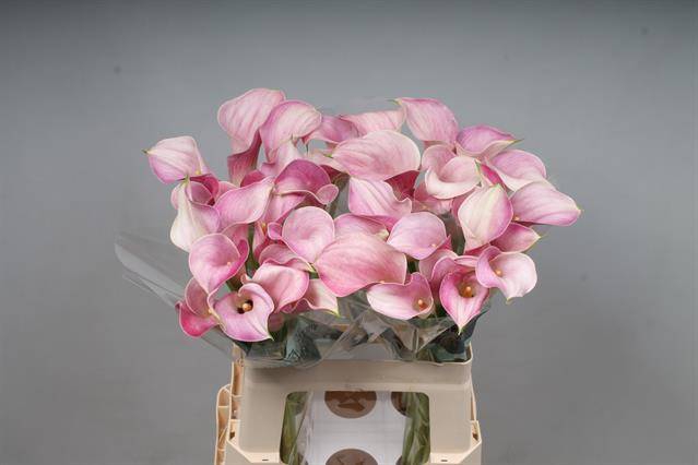 <h4>Zantedeschia blushing lady</h4>