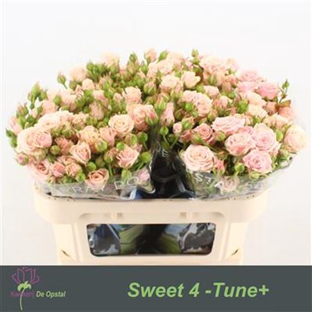 <h4>R Tr Sweet 4-tune</h4>