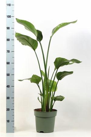 <h4>arr8 Strelitzia Nicolai</h4>
