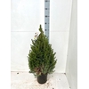 PICEA GL CONICA 90 CM
