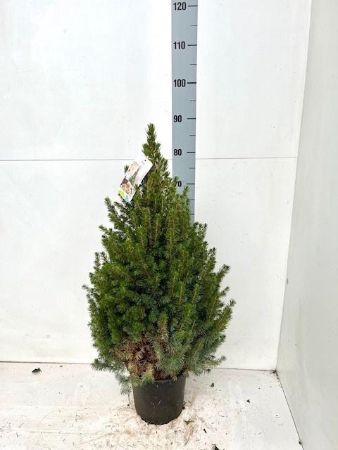 PICEA GL CONICA 90 CM